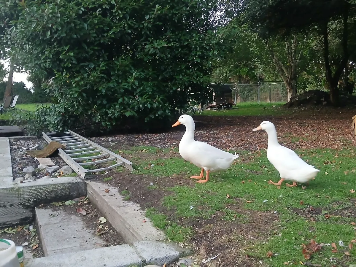Aylesbury Ducks, Heritage Turkeys, Brahma X Roo - Image 3