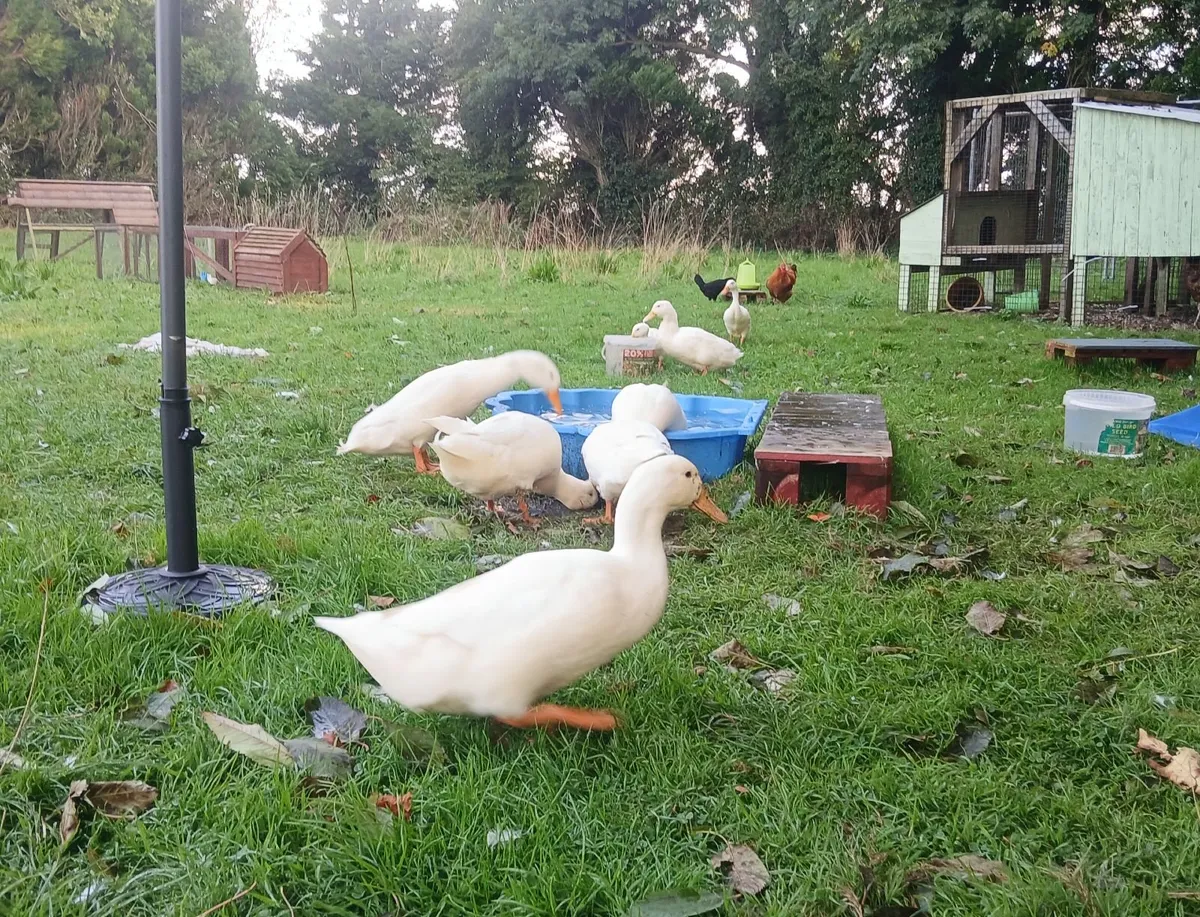 Aylesbury Ducks, Heritage Turkeys, Brahma X Roo - Image 4