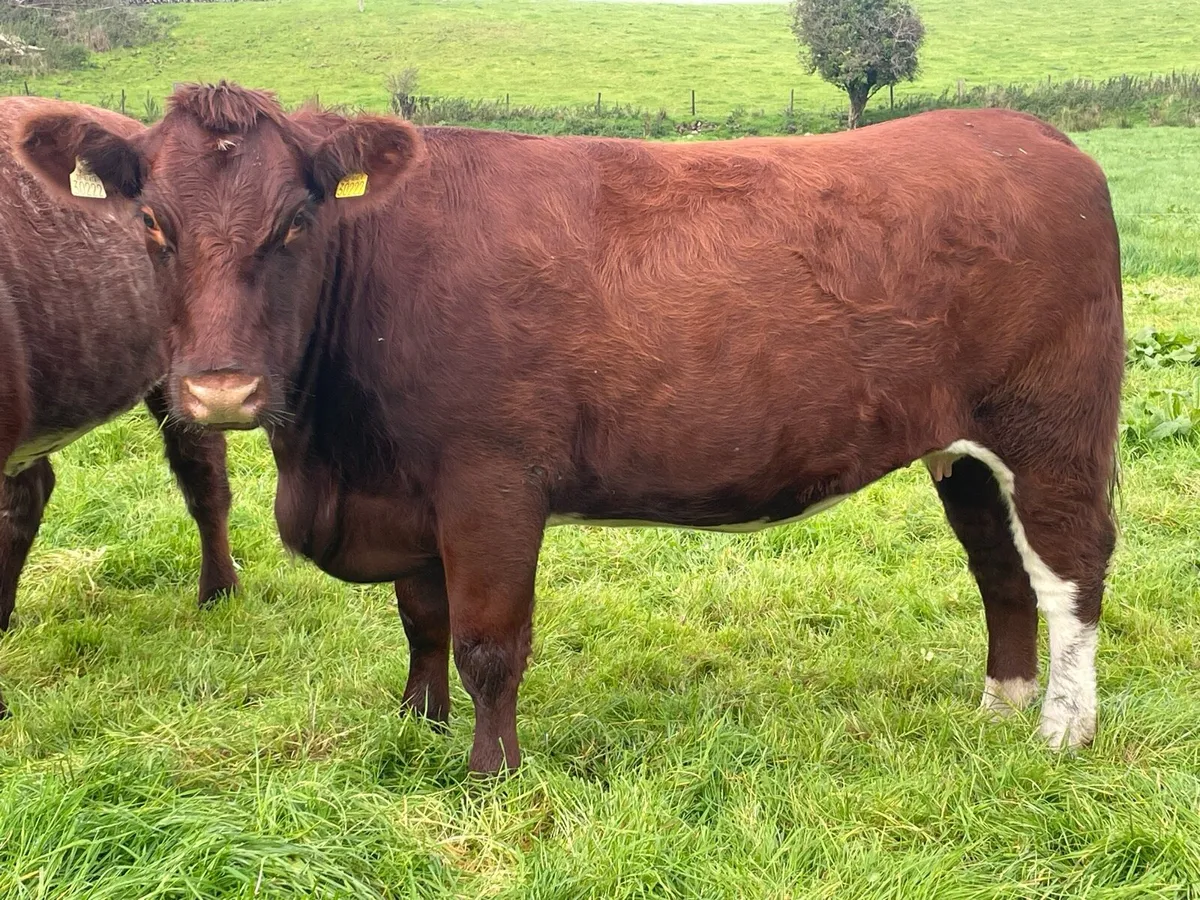 PB Shorthorn hfrs Elphin Saturday Oct 10th - Image 2