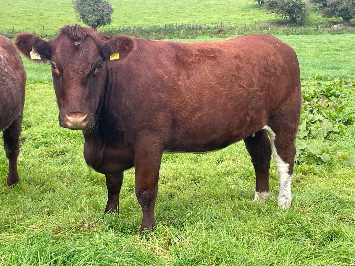 PB Shorthorn hfrs Elphin Saturday Oct 10th - Image 3