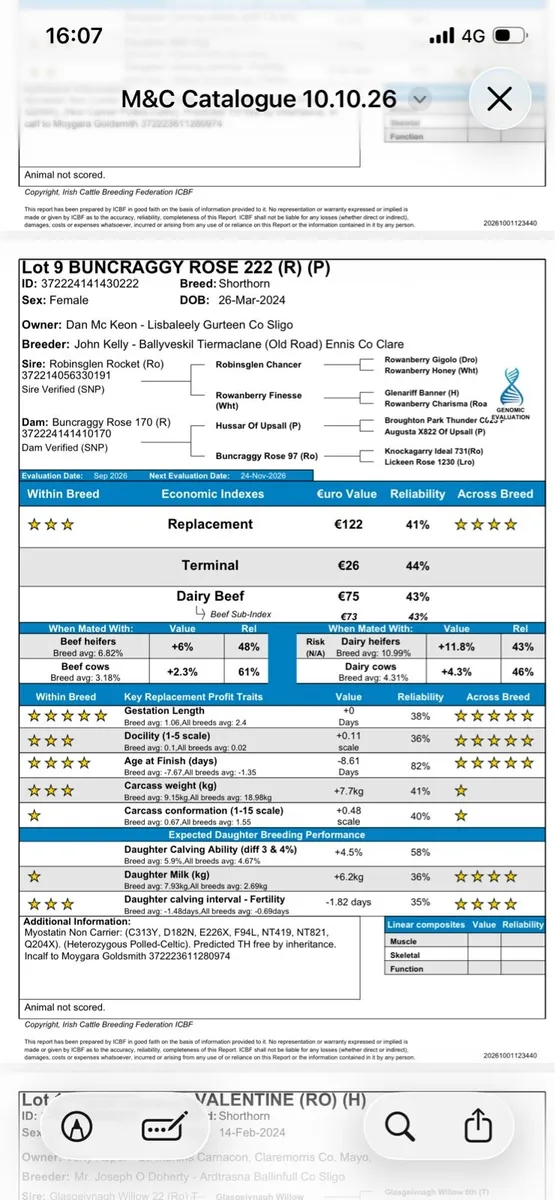 PB Shorthorn hfrs Elphin Saturday Oct 10th - Image 4