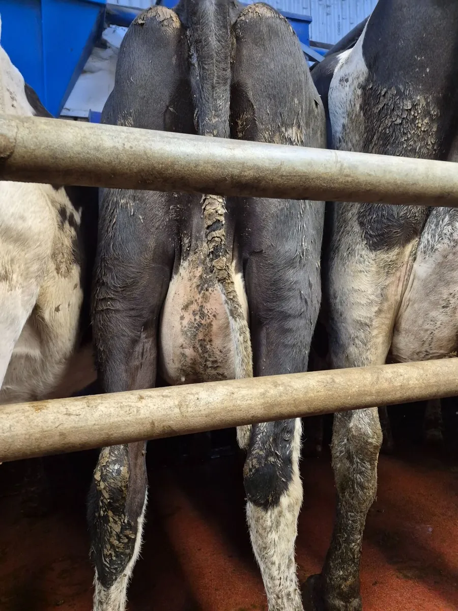 Dairy  cows - Image 1