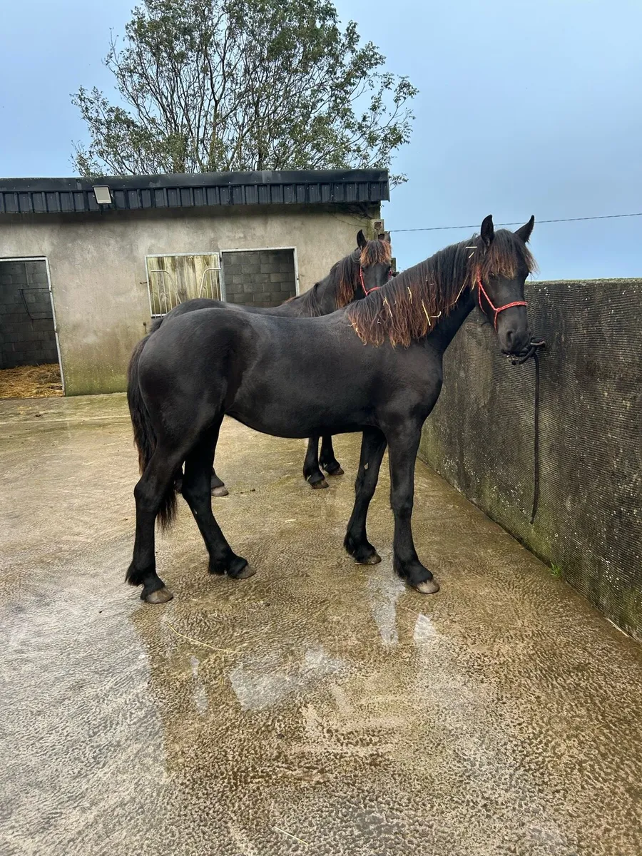 2 Friesian Yearling Fillies - Image 1