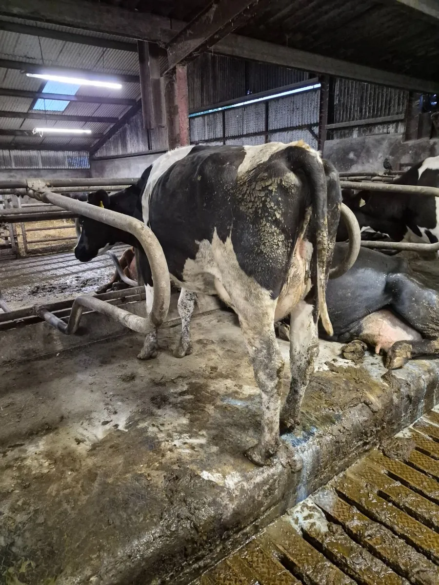 Dairy  cows - Image 2