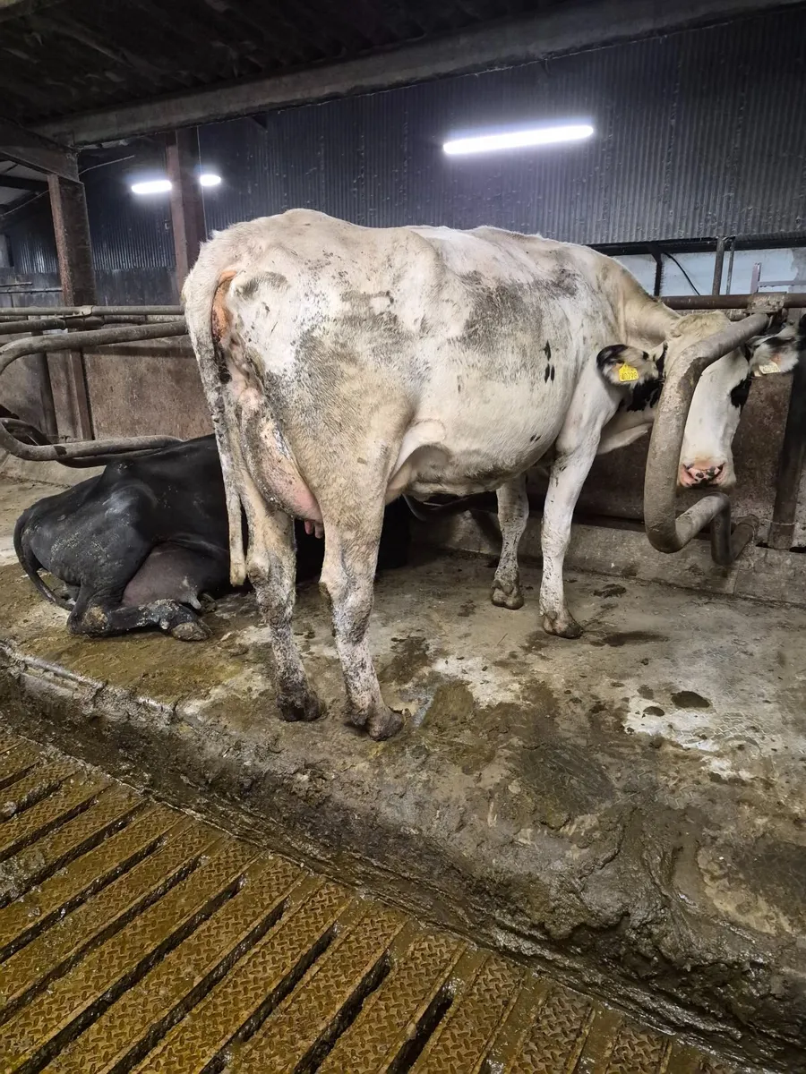 Dairy  cows - Image 3