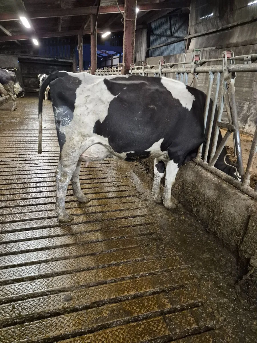 Dairy  cows - Image 4