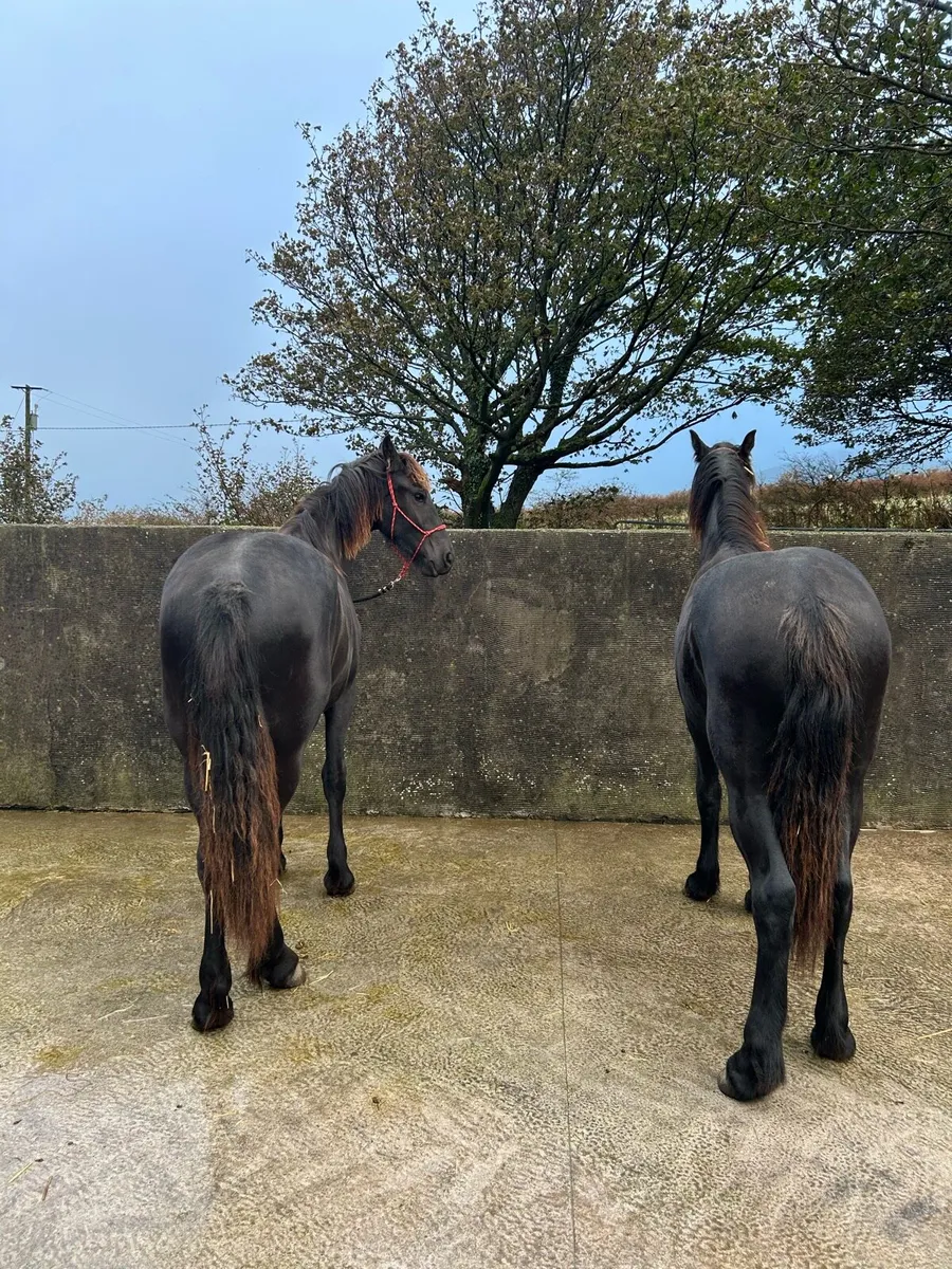 2 Friesian Yearling Fillies - Image 2