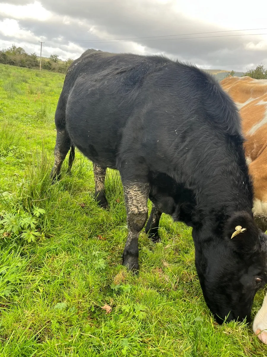 Heifer - Image 3
