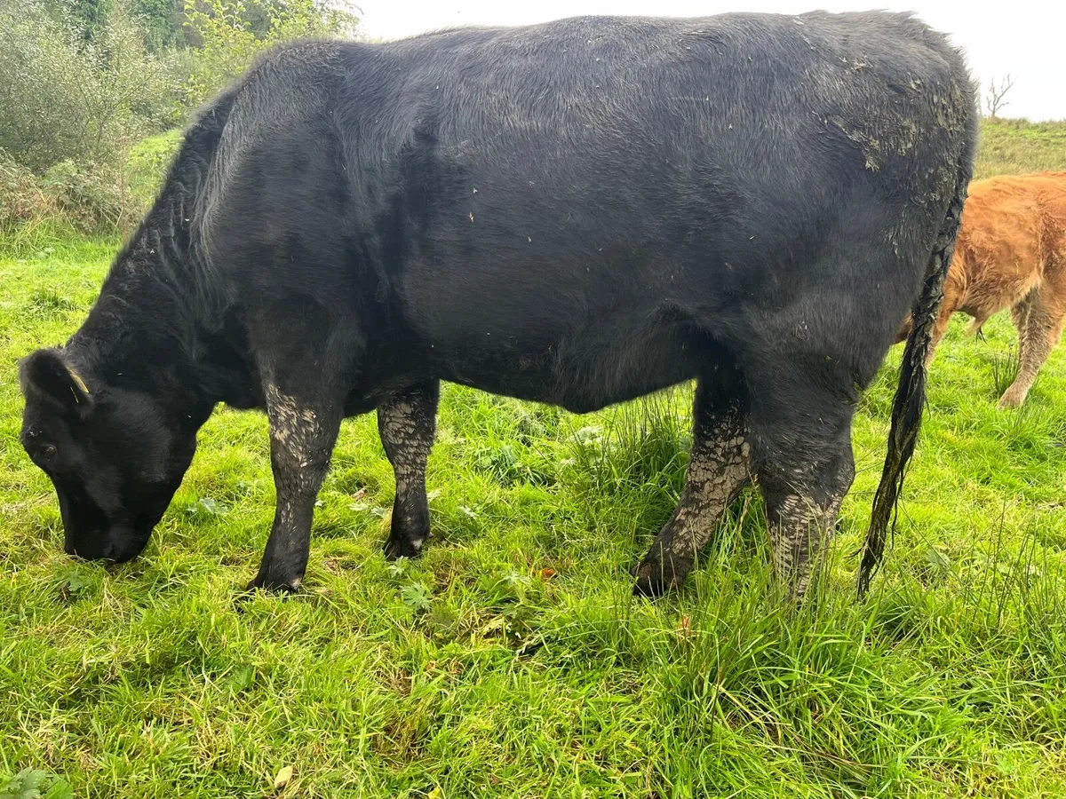 Heifer - Image 4