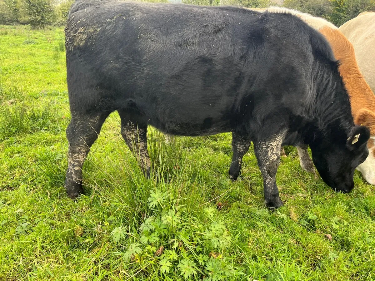 Heifer - Image 1