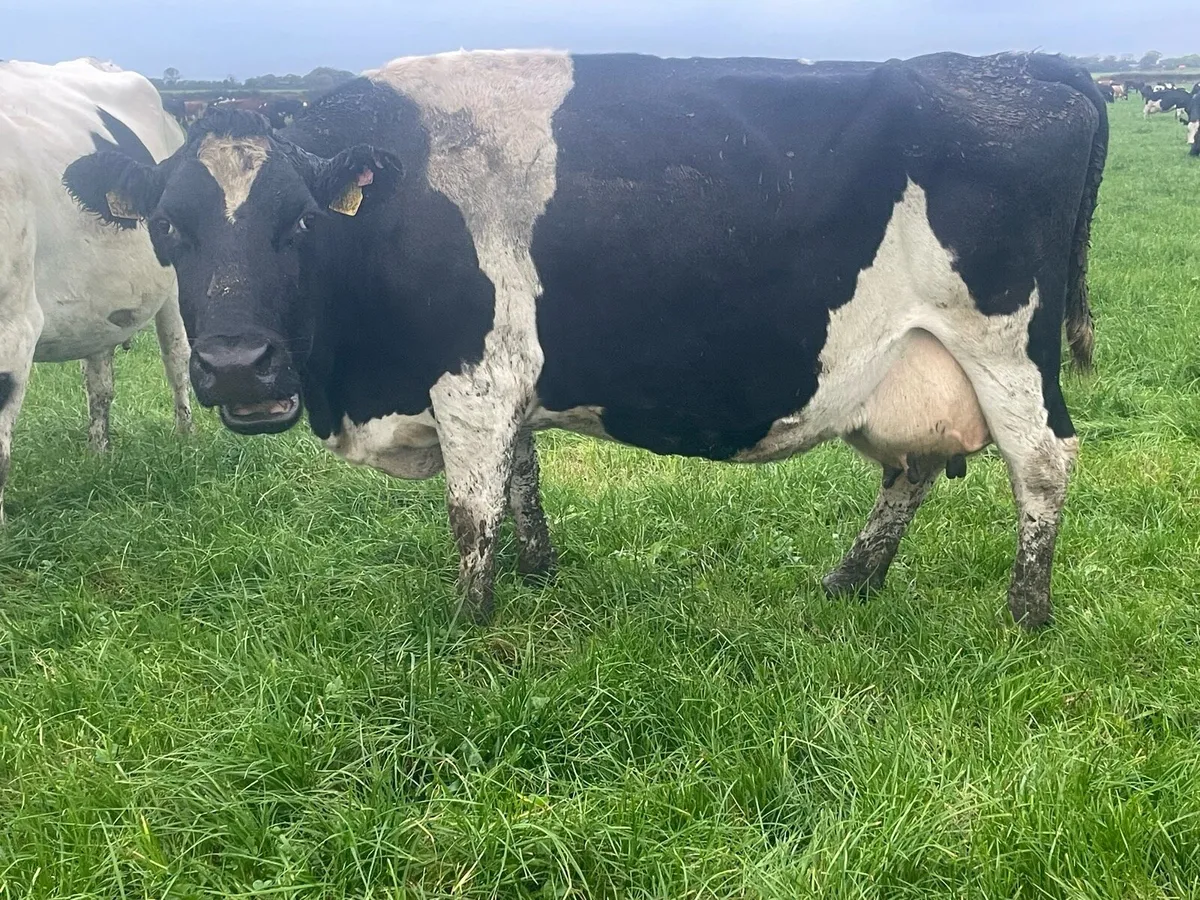 In Calf Cows For Sale - Image 2