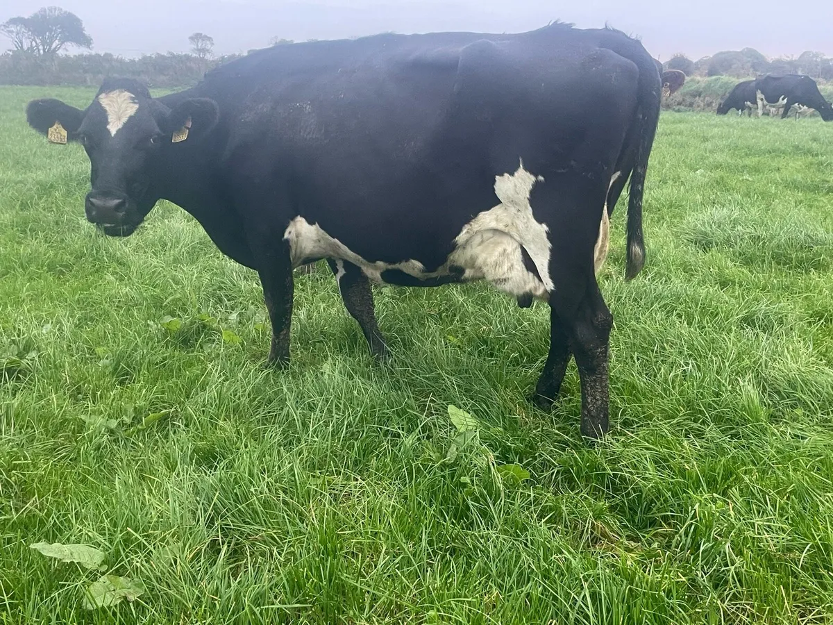 In Calf Cows For Sale - Image 3