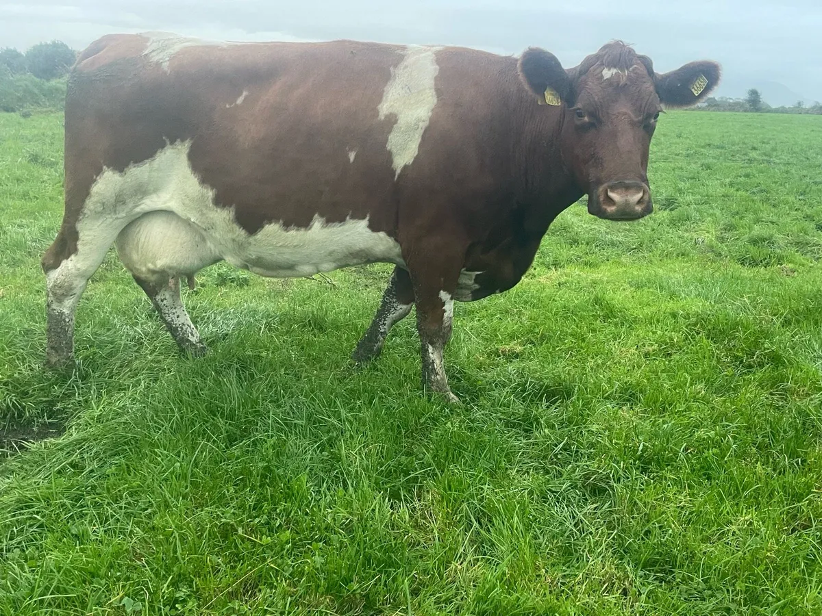 In Calf Cows For Sale - Image 4