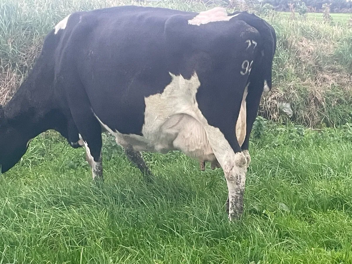 In Calf Cows For Sale - Image 1