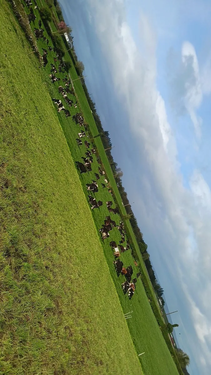 Young empty cows
