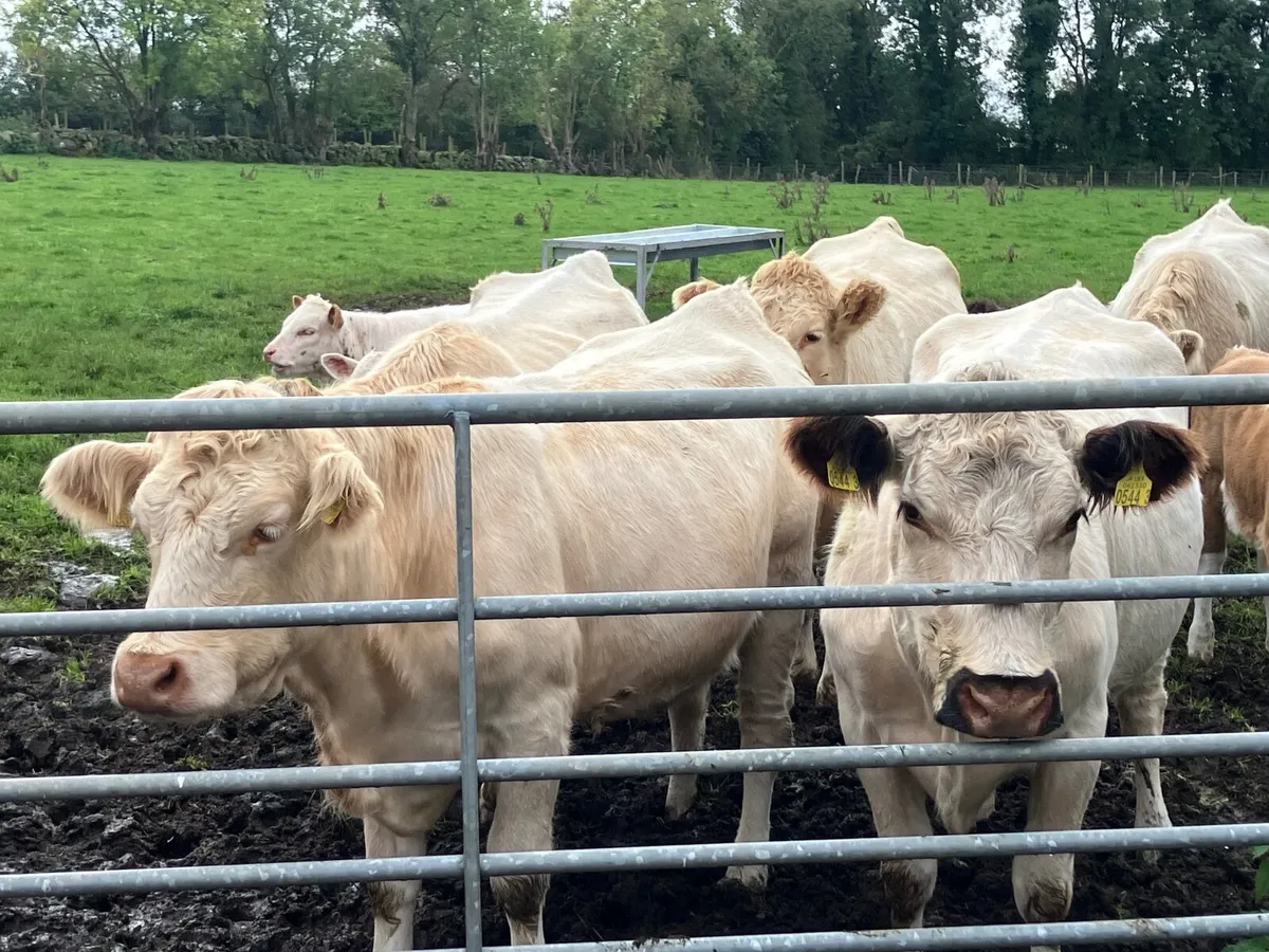 Charolais Heifers and calves - Image 2