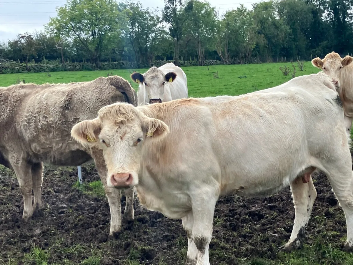 Charolais Heifers and calves - Image 1