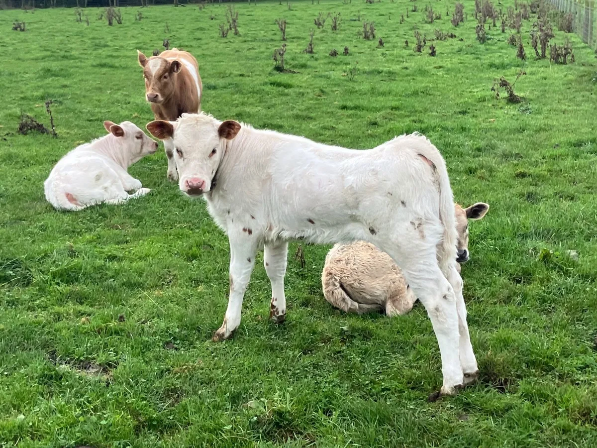 Charolais Heifers and calves - Image 3