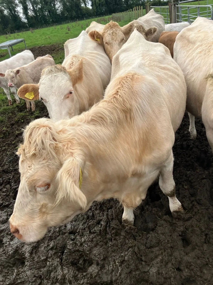 Charolais Heifers and calves - Image 4