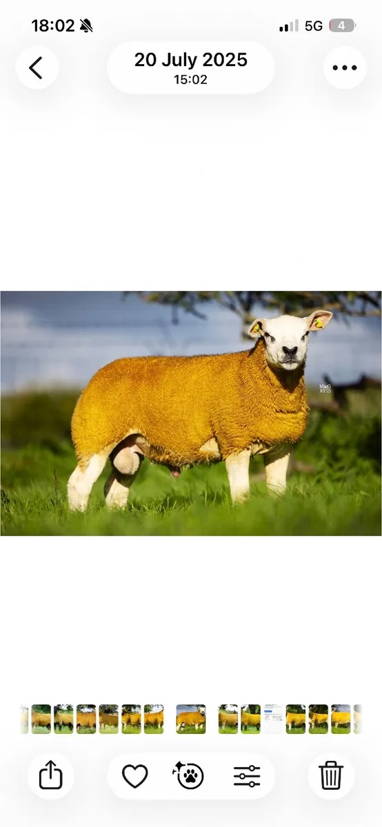 Texel Rams - SIS eligible - Image 2