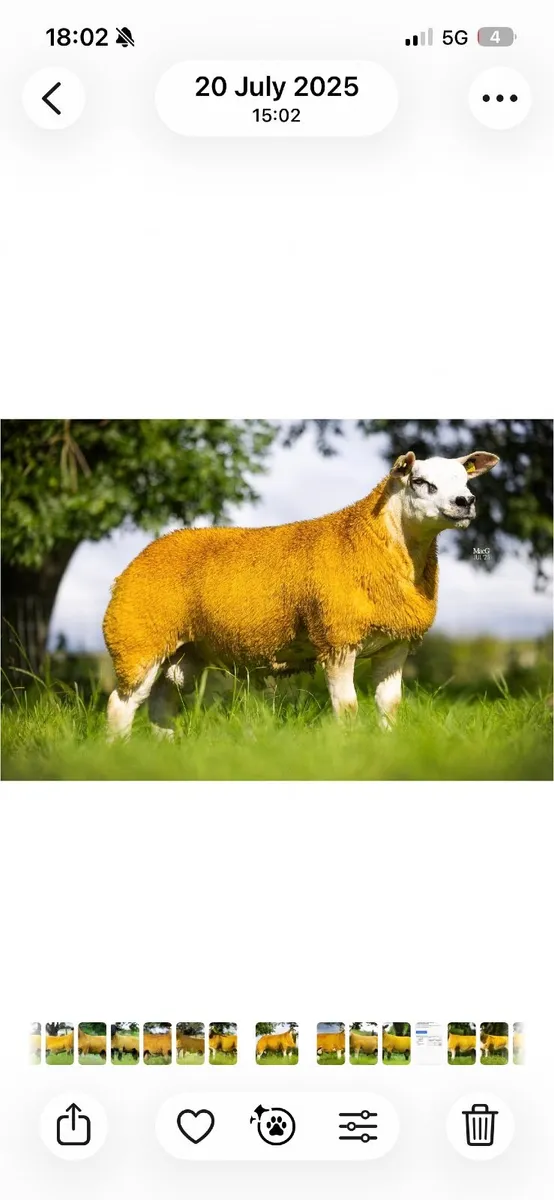 Texel Rams - SIS eligible - Image 3