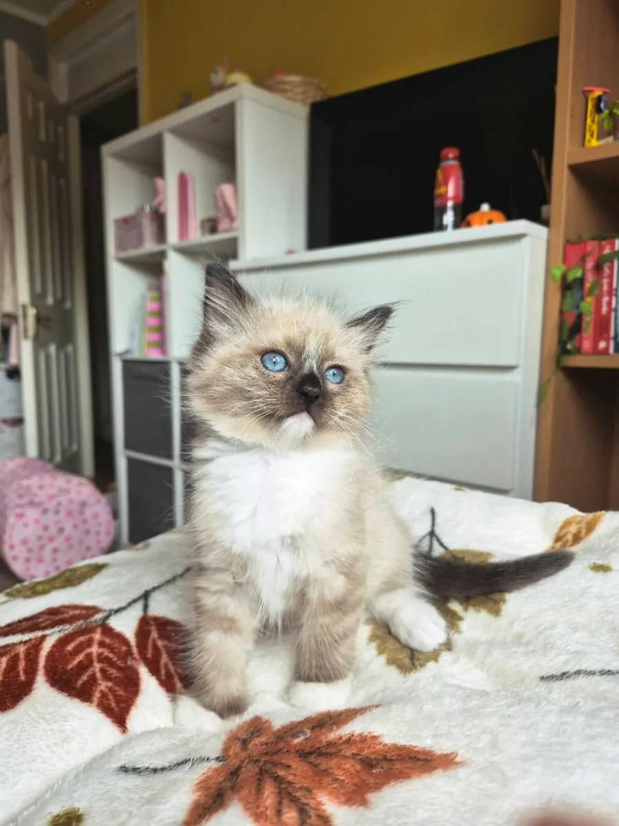 Ragdoll Kittens - Image 2
