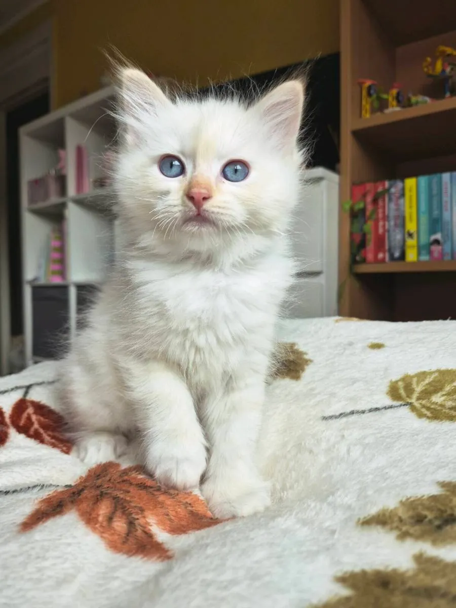 Ragdoll Kittens - Image 3