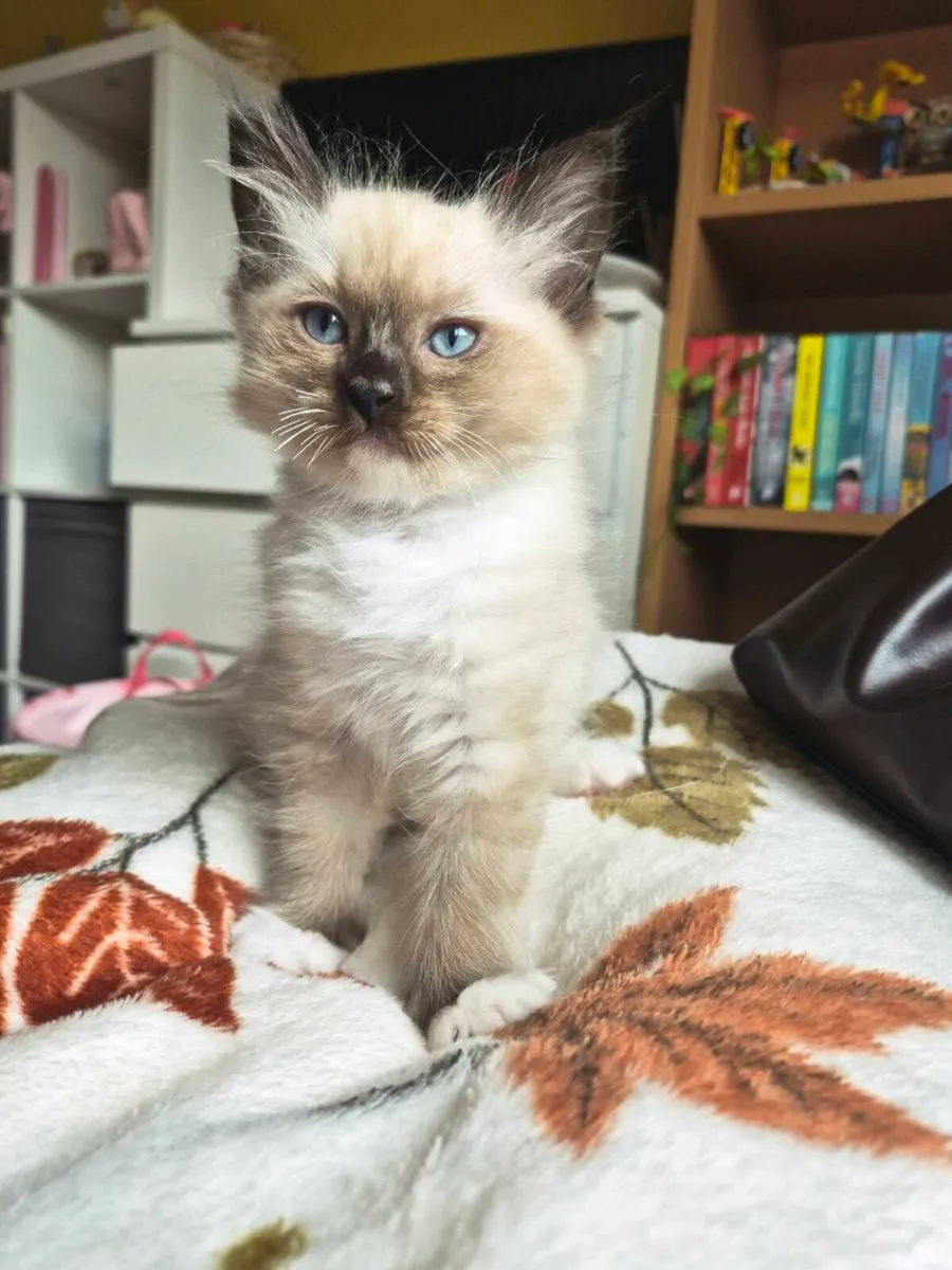 Ragdoll Kittens - Image 4