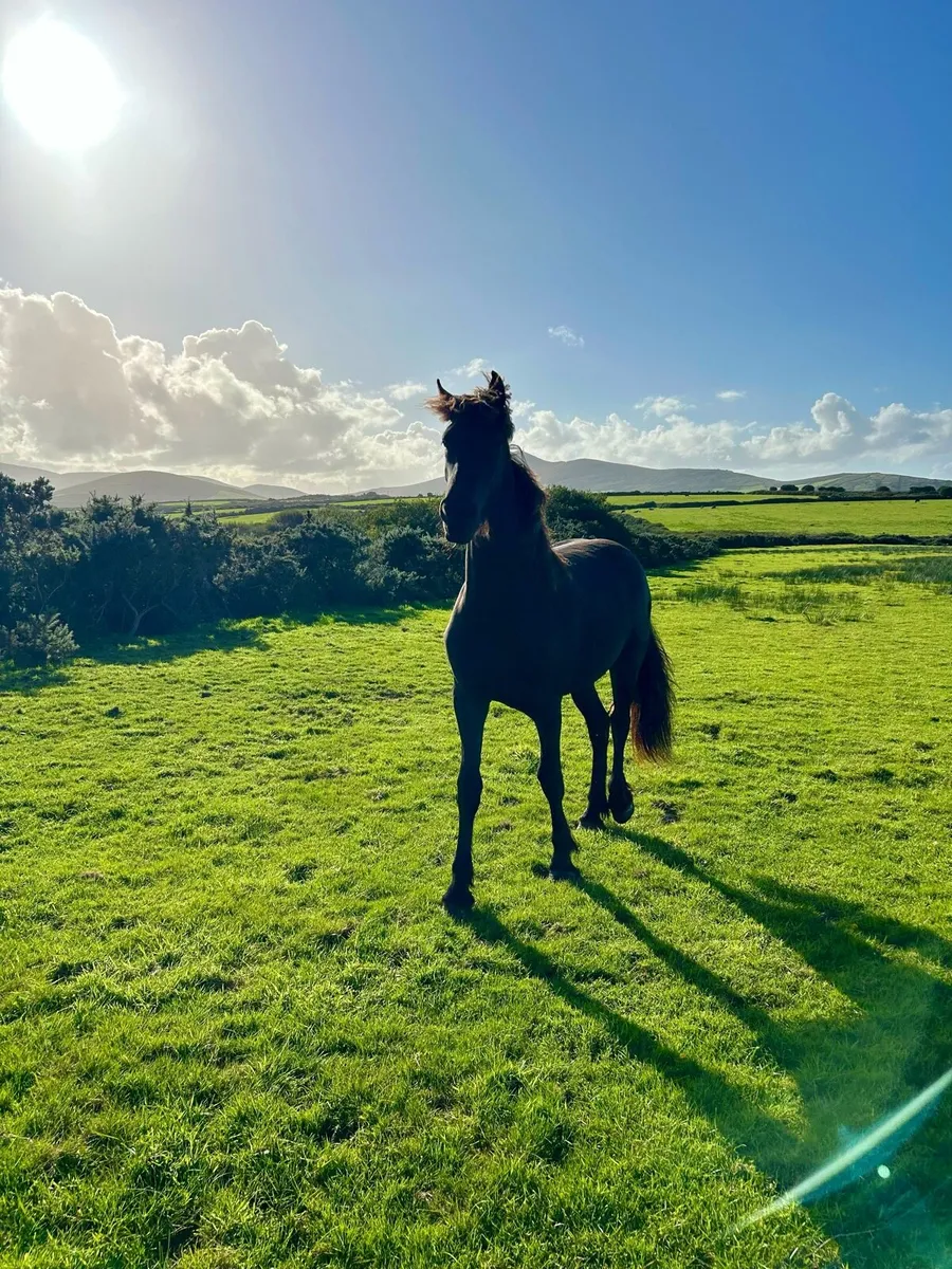 2 Friesian Yearling Fillies - Image 3