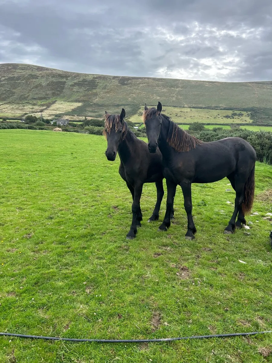 2 Friesian Yearling Fillies - Image 4