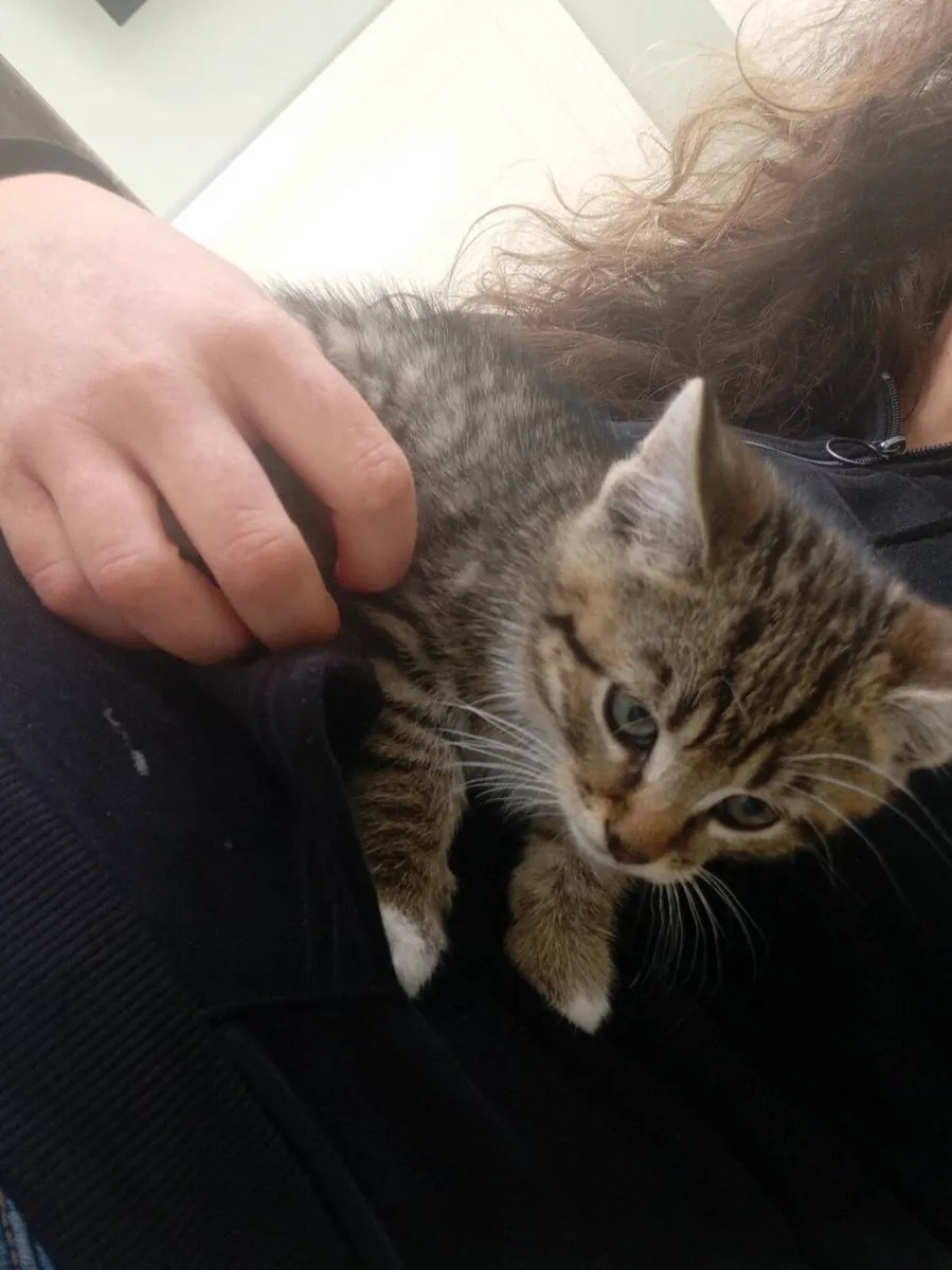 Kittens - Image 3