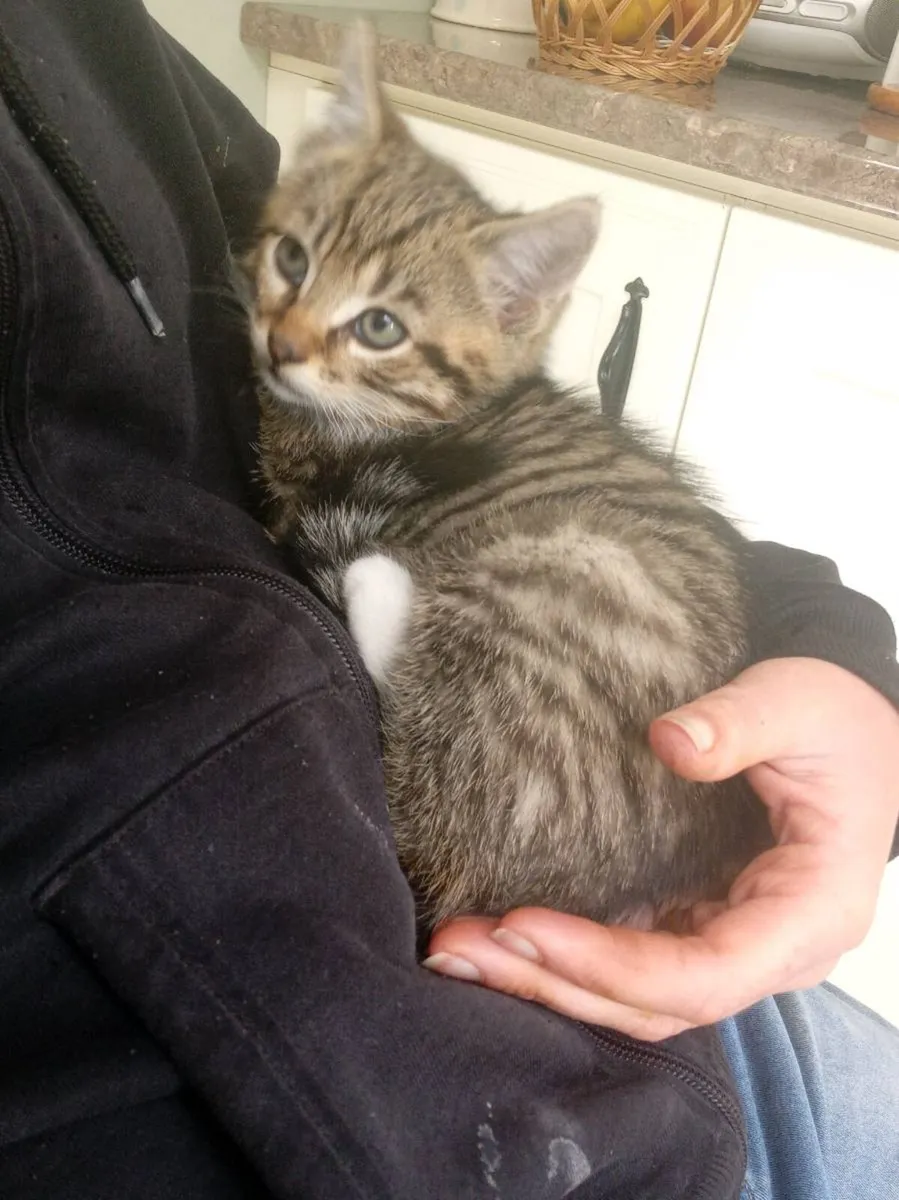 Kittens - Image 4