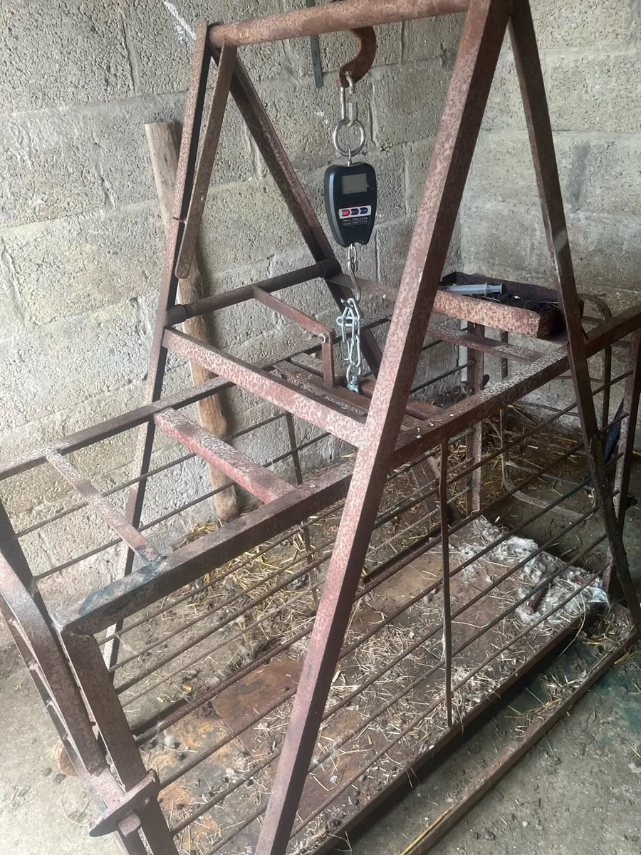 Sheep weighing bridge - Image 1