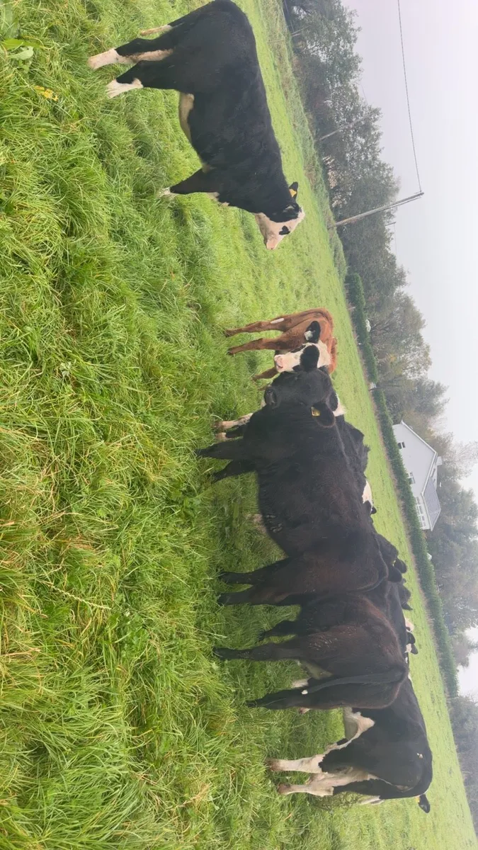 12 heifer weanlings - Image 3