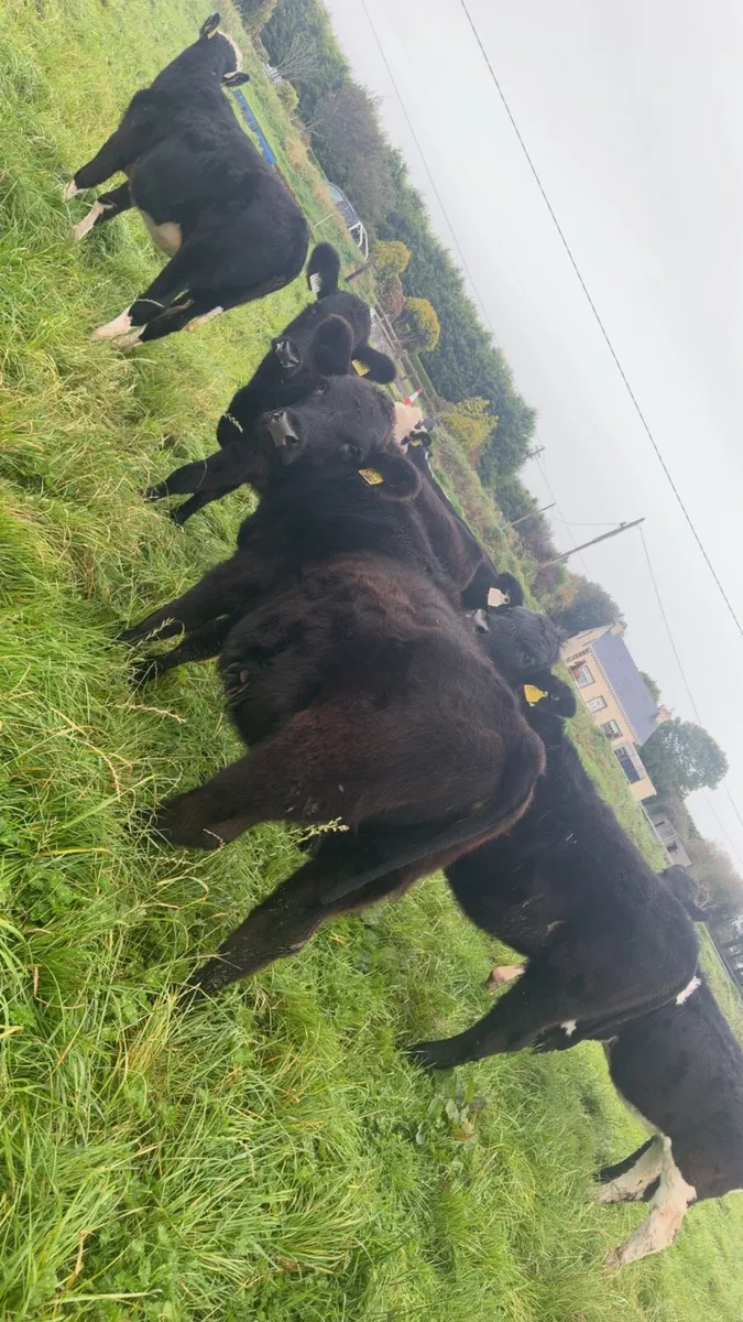 12 heifer weanlings - Image 1