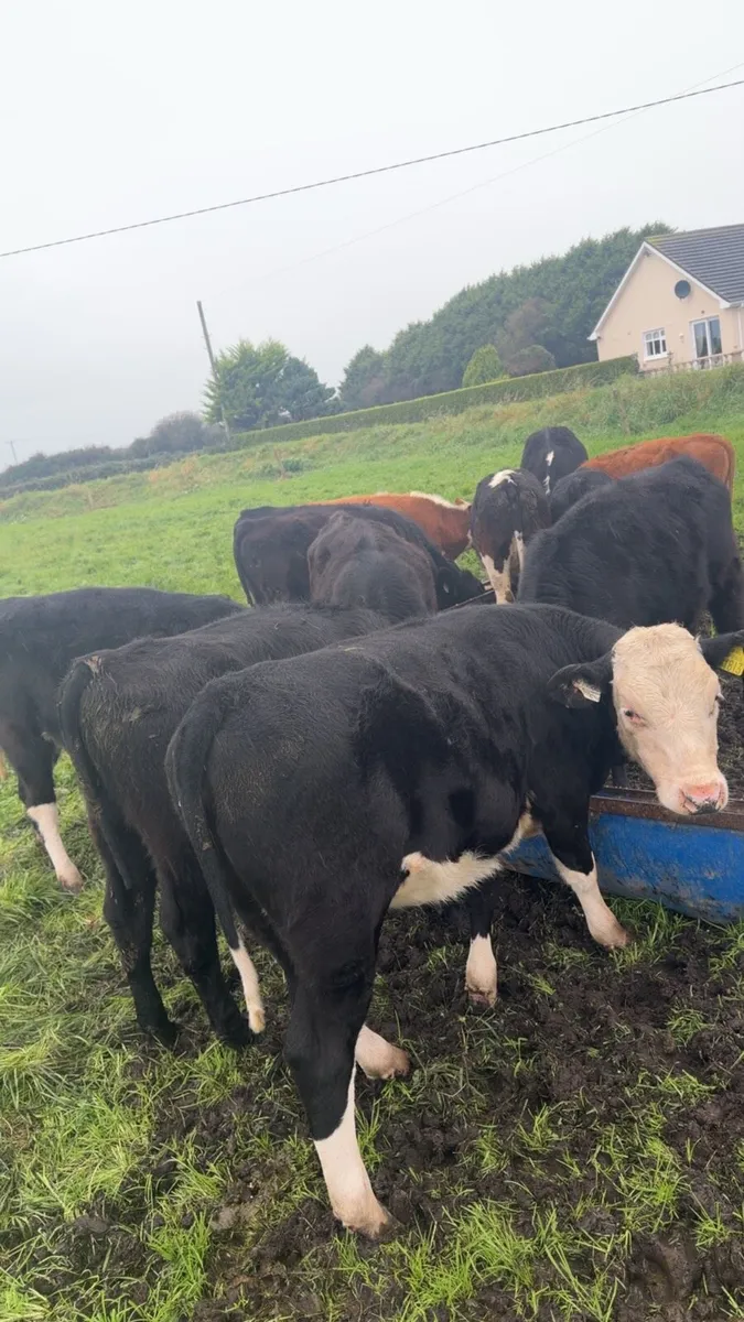 12 heifer weanlings - Image 2