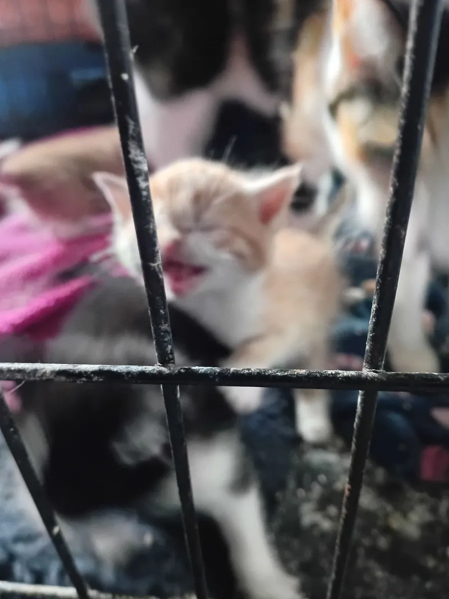 Kittens - Image 1
