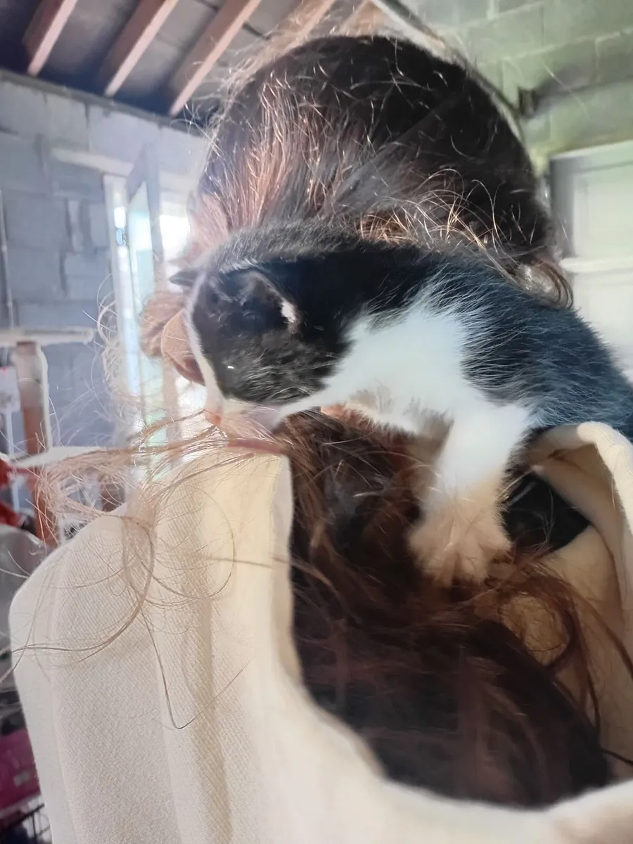 Kittens - Image 2