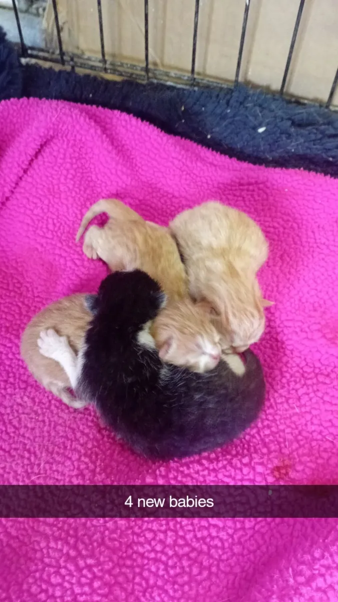 Kittens - Image 3