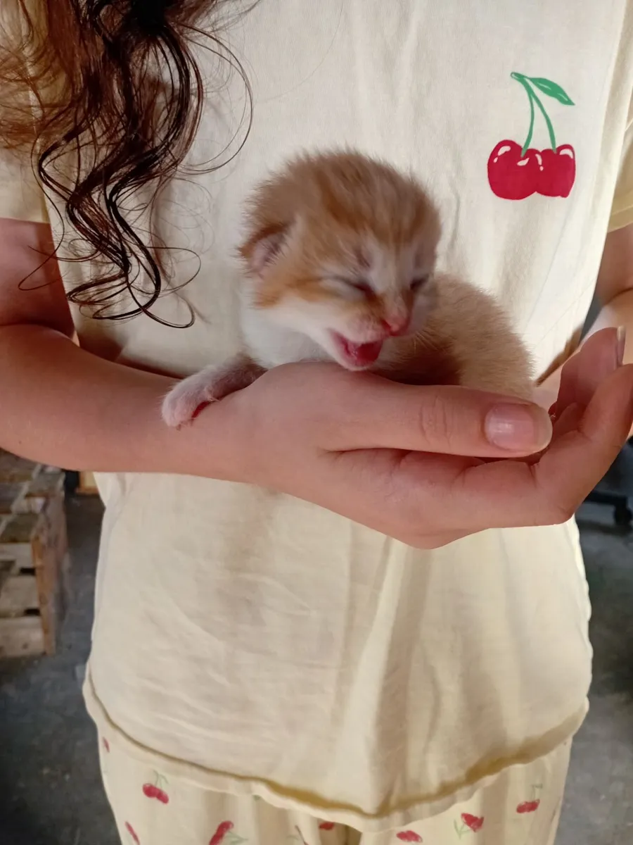 Kittens - Image 4