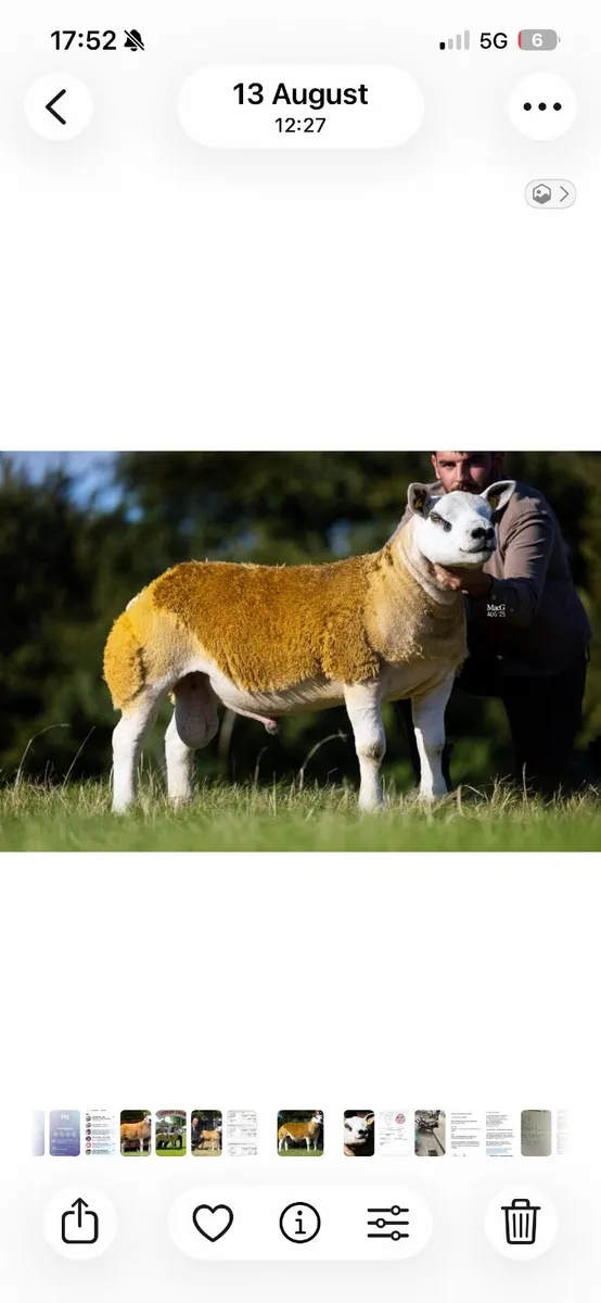 Texel Rams - SIS eligible - Image 4