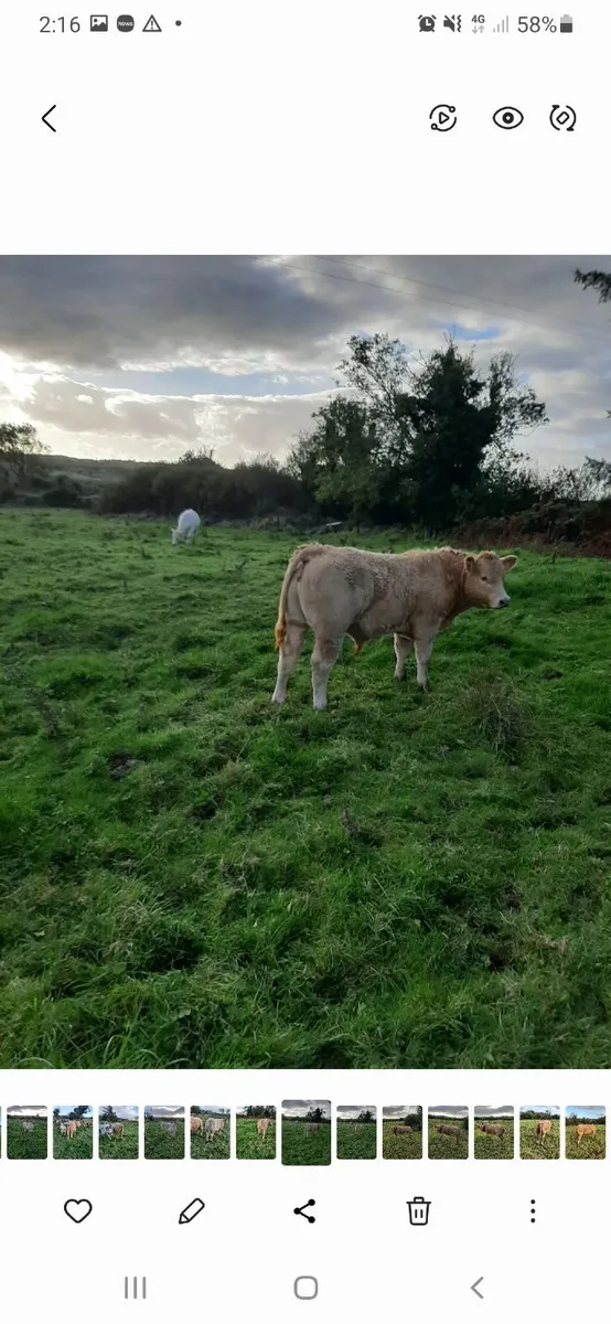 Weanlings - Image 2