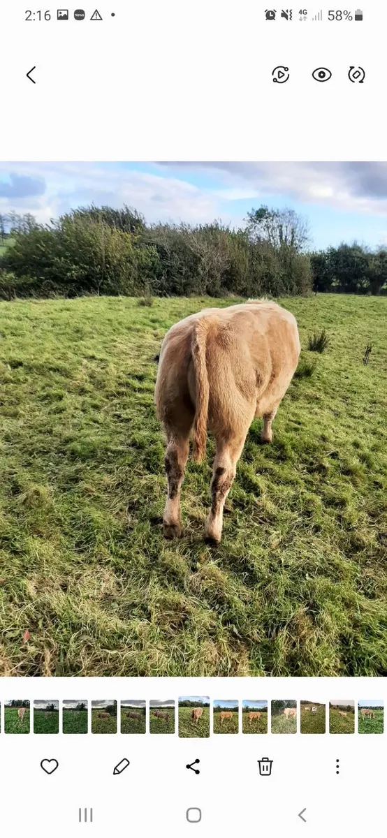 Weanlings - Image 4