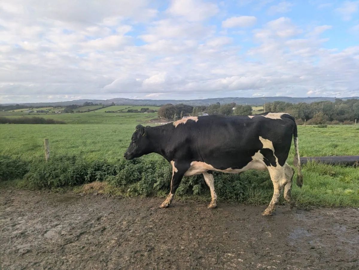 Fresian Heifer - Image 1