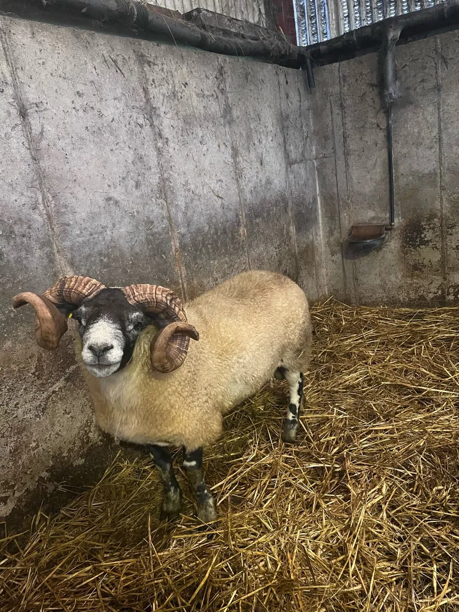 Larank hogget ram - Image 4