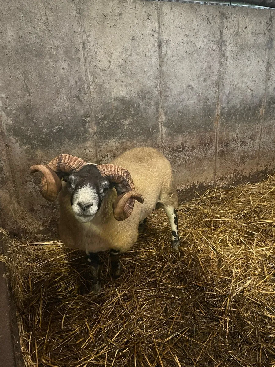 Larank hogget ram - Image 1