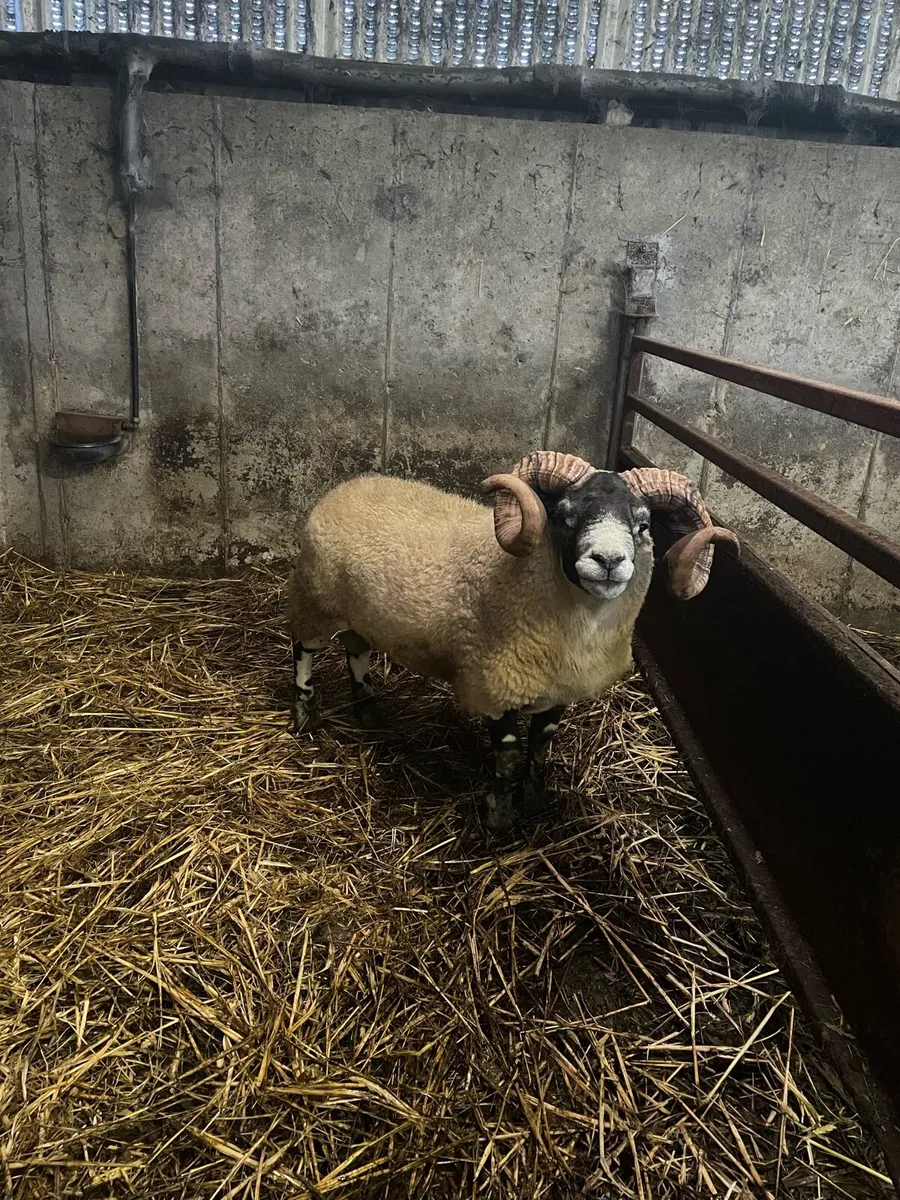 Larank hogget ram - Image 2