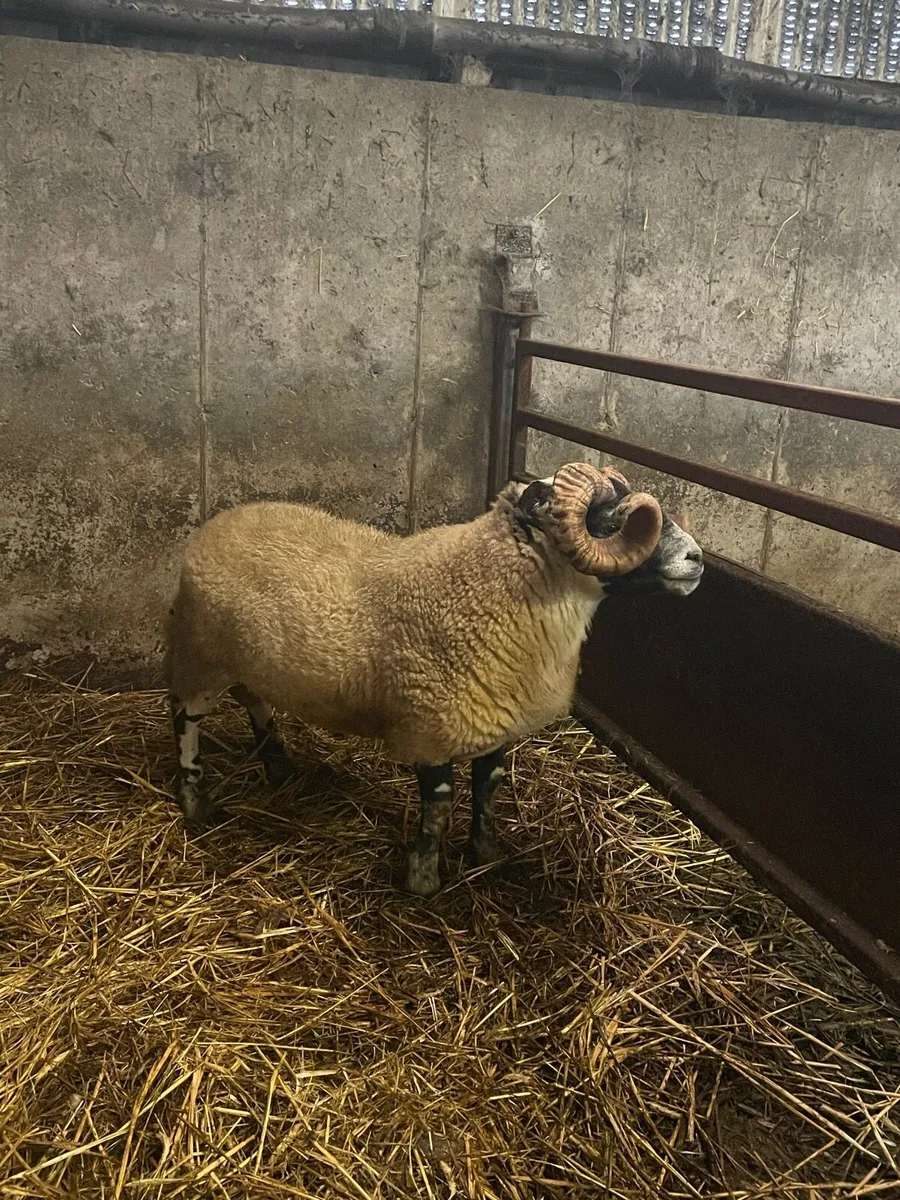 Larank hogget ram - Image 3