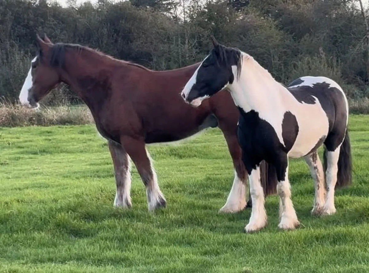 Quality Cob Gelding - Image 2