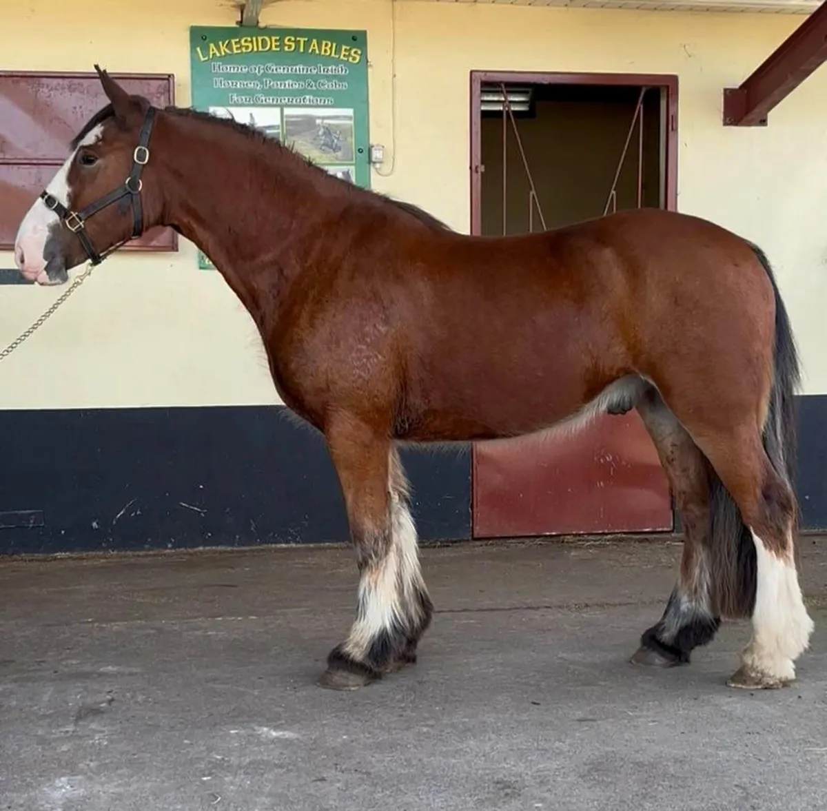 Quality Cob Gelding - Image 3